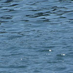 Water, San Diego Harbor