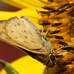 Butterfly on Sunflower