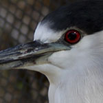 Night Heron