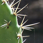 Backlit Prickly Pear