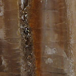 Petrified Wood