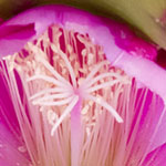 Epiphyllum