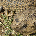 Desert Tortoise waking up
