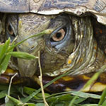 Box Turtle in shell