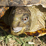 Box Turtle sees the Desert Tortoise