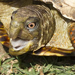 Box Turtle hissing