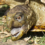 Box Turtle closing in