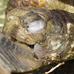 Box Turtle biting the shell