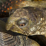 Box Turtle clamboring aboard