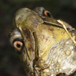 Box turtle on its back