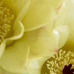 Yellow Cactus Flowers
