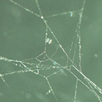Spider web