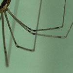 Daddy Longlegs