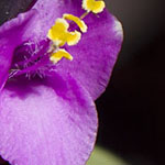 Wandering Jew