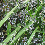 Water, Cobweb and Grass