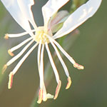 Butterfly Whirl