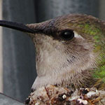 Anna's Hummingbird on nest