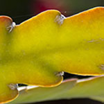 Epiphyllum Leaves at Sunset