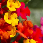 Fiesta Lantana