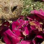 African Tortoises