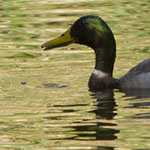 Mallard Pair