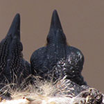 Hummingbird babies