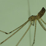 Daddy Longlegs