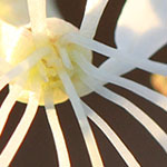 Butterfly Whirl