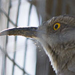 Curve-Billed Thrasher