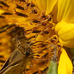Sunflower and Butterfly