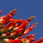 Ocotillo Bloom
