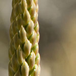 Aloe Flower Stock