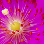 Calandrinia Spectabilis