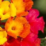 Fiesta Lantana