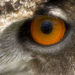 Eurasian Eagle Owl