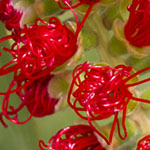Bottlebrush Flowers Unwinding