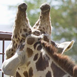 Giraffes eating