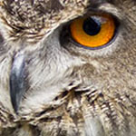 Eurasian Eagle Owl