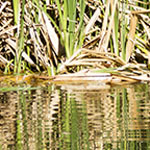 Duck Pond