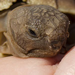 Baby Desert Tortoise