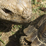 African Tortoise Meets Desert Tortoise