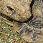 African Tortoise Meets Desert Tortoise