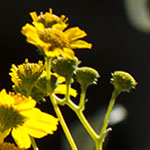 Brittlebush
