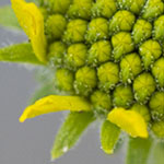 Brittlebush