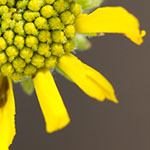 Brittlebush