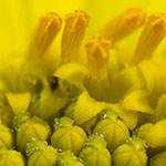 Brittlebush