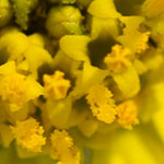 Brittlebush