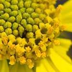 Brittlebush
