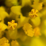 Brittlebush