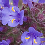Trident Sage